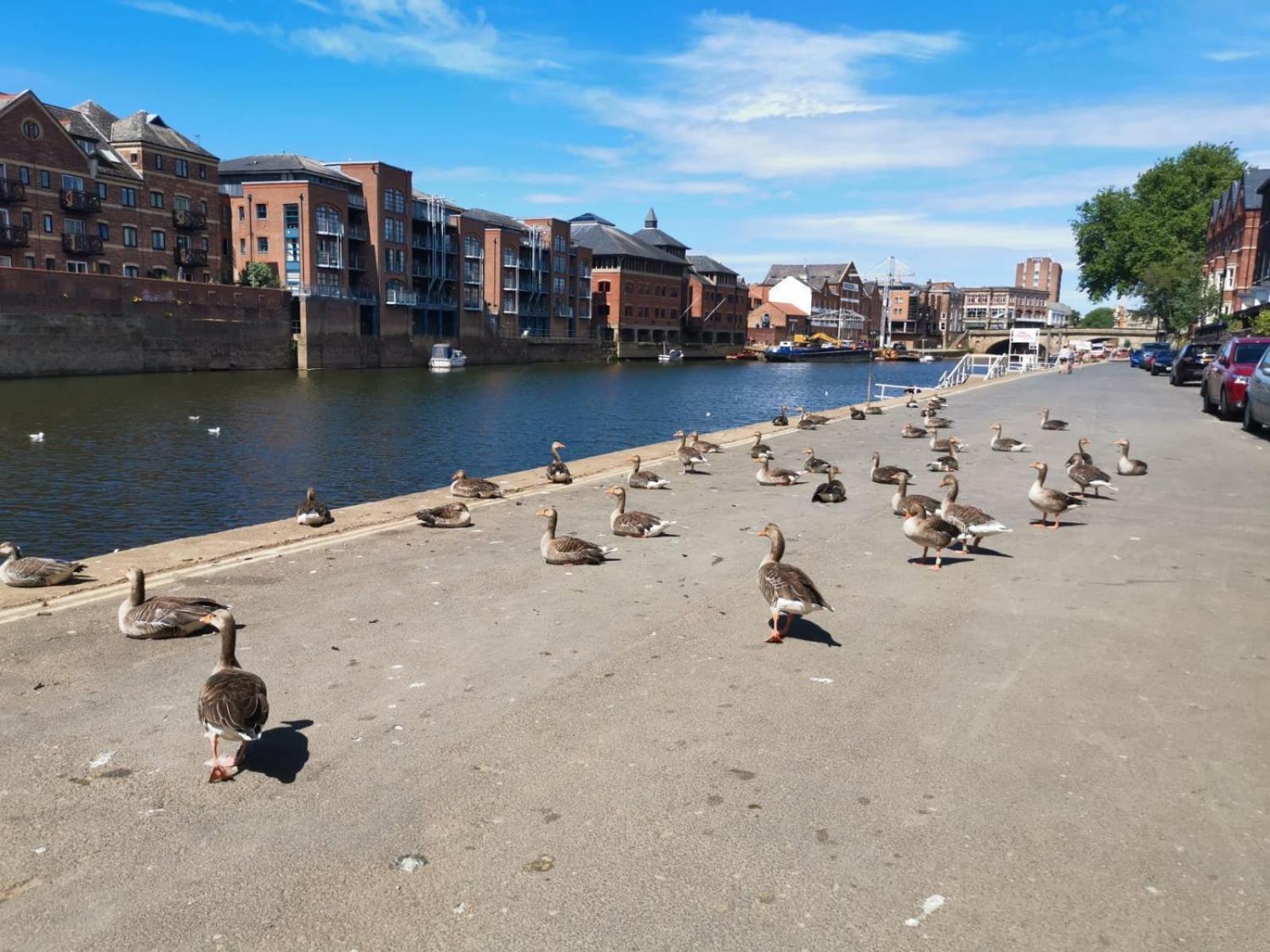 Bootham Loft Apartamento York
